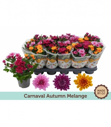 Chrysanthemum