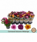 Chrysanthemum