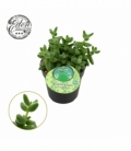 Delosperma