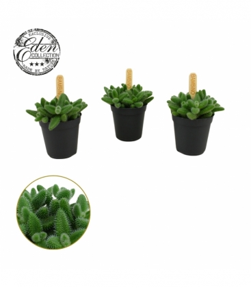 Delosperma