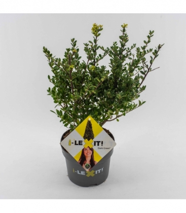 Ilex