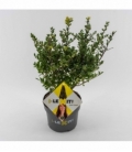 Ilex