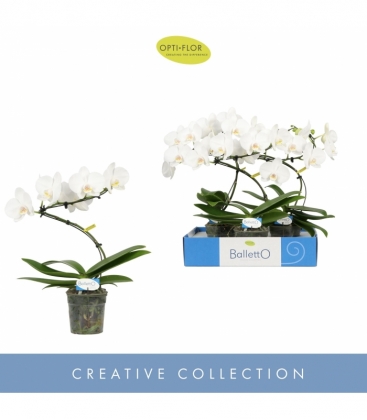 Phalaenopsis