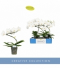 Phalaenopsis