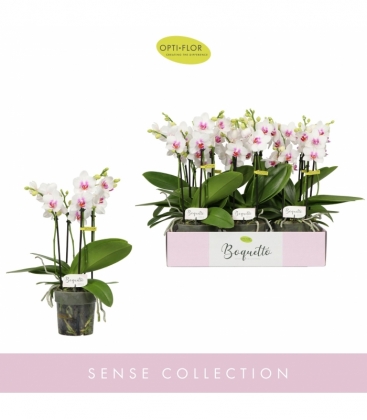 Phalaenopsis