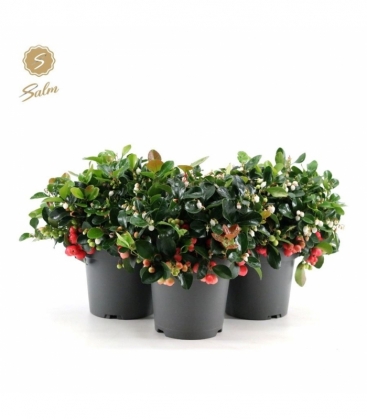 Gaultheria