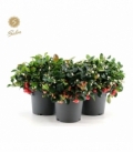 Gaultheria