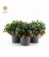 Gaultheria