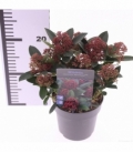 Skimmia
