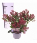 Skimmia