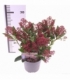 Skimmia