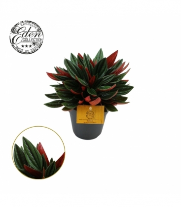 Peperomia