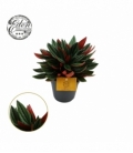Peperomia
