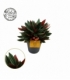 Peperomia
