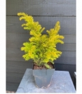 Taxus