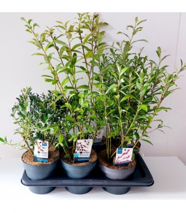Salix