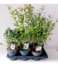 Salix