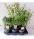 Salix