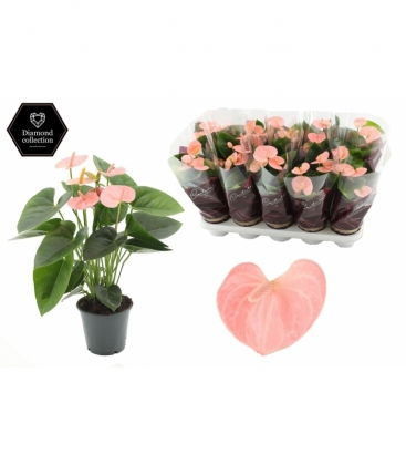 Anthurium