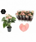 Anthurium