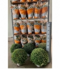 Chrysanthemum