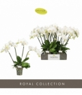 Phalaenopsis
