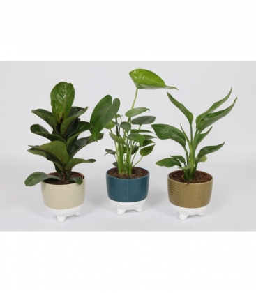 Indoor