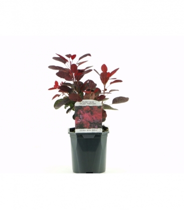 Cotinus