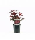 Cotinus