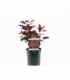 Cotinus