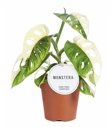 Monstera