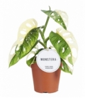Monstera