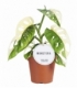 Monstera