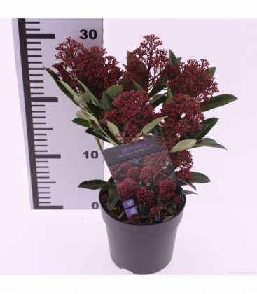 Skimmia