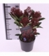Skimmia