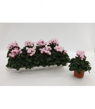 Cyclamen
