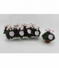 Cyclamen