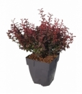 Berberis