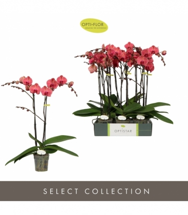Phalaenopsis