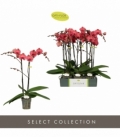 Phalaenopsis
