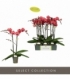 Phalaenopsis