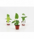 Anthurium