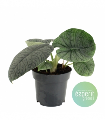 Alocasia