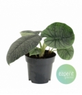 Alocasia