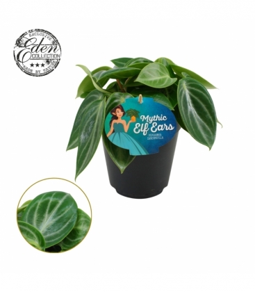 Peperomia