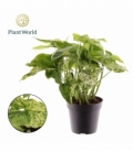 Syngonium