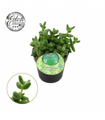 Delosperma