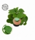 Pilea