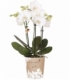 Phalaenopsis