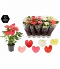 Anthurium